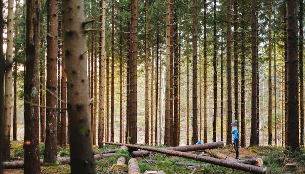 Lasy Litwy – gdzie na grzyby, jagody i piesze wycieczki