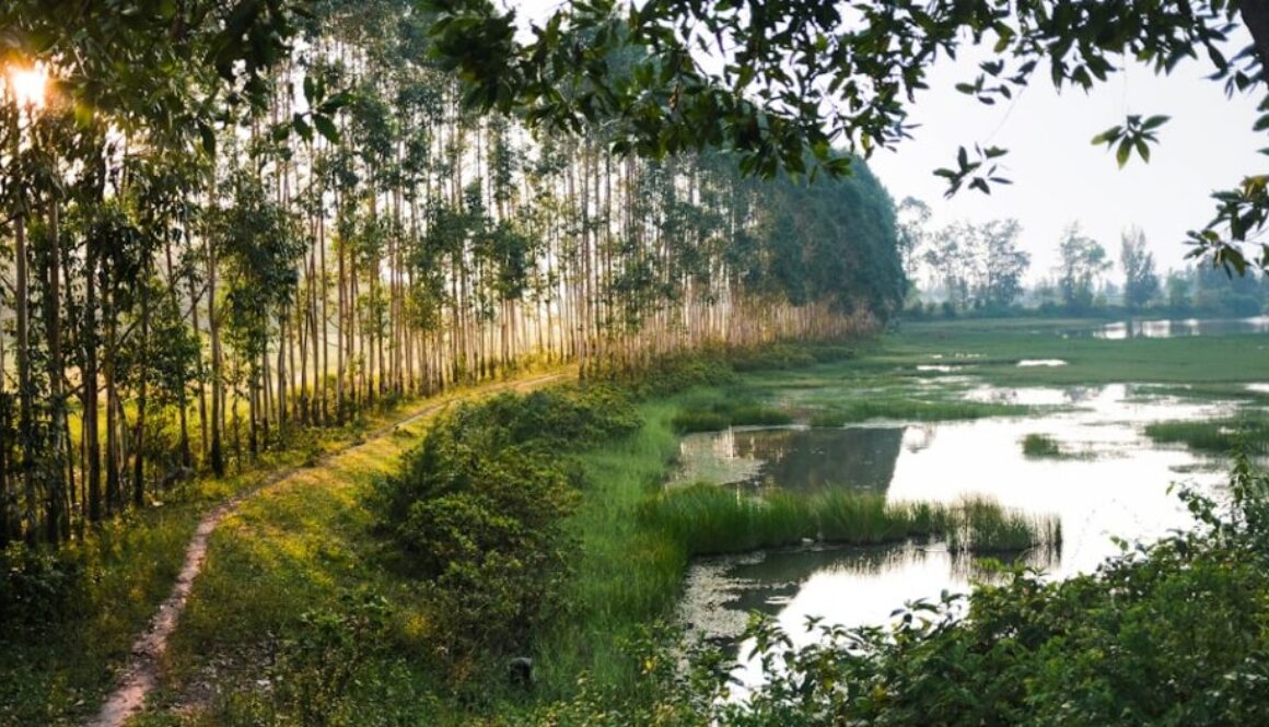 Wędrówki po litewskich parkach narodowych – przewodnik